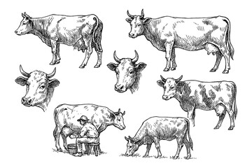 Cow and calf sketches in detailed vintage engraving style, Transparent Background