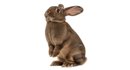 Isolated rabbit standing up, brown fur, cute, adorable, healthy domestic mammal rodent © Fried