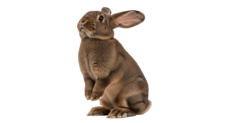 Isolated rabbit standing up, brown fur, cute, adorable, healthy domestic mammal rodent