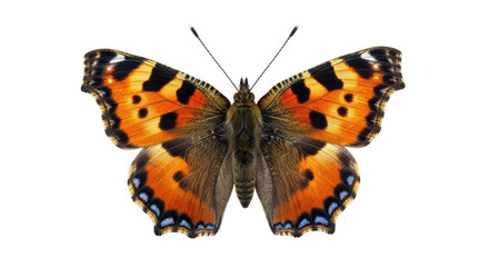 Isolated Small Tortoiseshell butterfly, detail-rich, insect with orange and black wings
