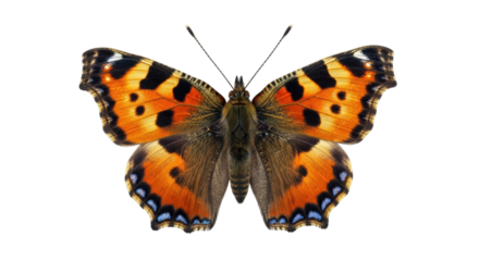 Isolated Small Tortoiseshell butterfly, detail-rich, insect with orange and black wings