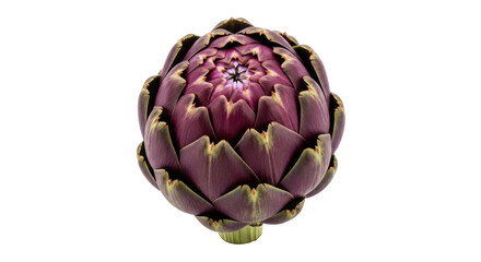 Obraz premium Isolated purple artichoke on a clean backdrop, edible flower bulb, spring vegetable