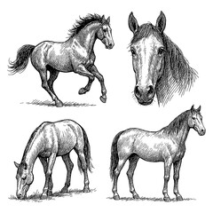 Horse sketches in detailed vintage engraving style, Transparent Background