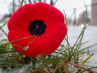 Le Jour du Souvenir. Coquelicot pour la Journée du souvenir de la Première Guerre mondiale.