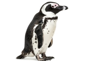 Obraz premium African penguin animal bird.