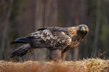 Golden Eagle , Aquila chrysaetos.