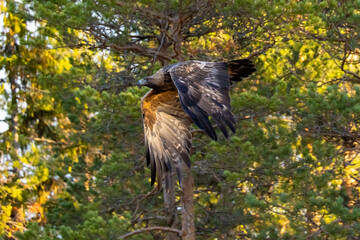 Golden Eagle , Aquila chrysaetos.