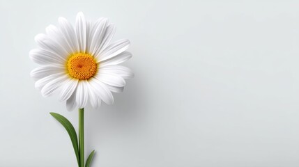 Obraz premium Single White Daisy Flower with Yellow Center on Light Background Perfect for Nature and Floral Inspired Designs and Backgrounds