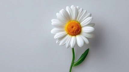 Obraz premium Bright and Cheerful Daisy Against a Soft Grey Background, Capturing the Essence of Spring Beauty and Natural Elegance in Floral Photography