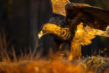 Golden Eagle , Aquila chrysaetos.