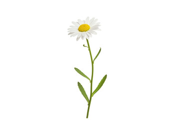 Isolated chamomile flower with stem and leaves on no background, blossom wildflower beauty