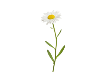 Isolated chamomile flower with stem and leaves on no background, blossom wildflower beauty