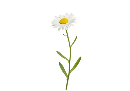 Isolated chamomile flower with stem and leaves on no background, blossom wildflower beauty