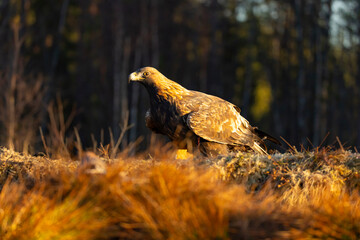 Golden Eagle , Aquila chrysaetos.