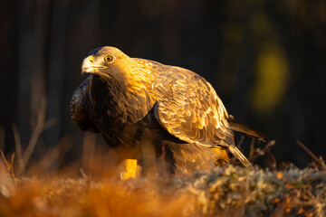Golden Eagle , Aquila chrysaetos.
