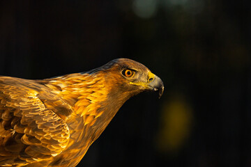 Golden Eagle , Aquila chrysaetos.