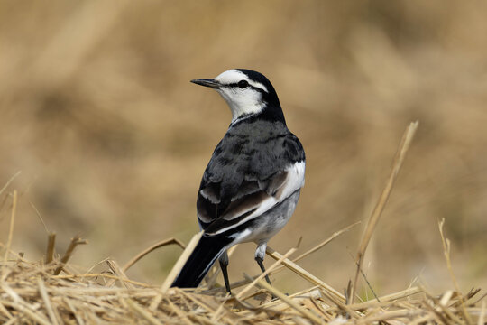 振り向きざまに固まるハクセキレイ