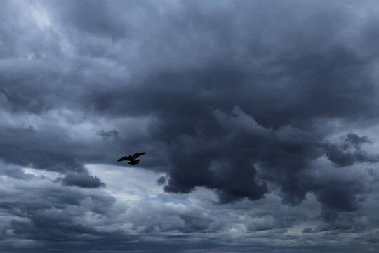 Epic Dramatic Storm sky with dark blue grey cumulus rainy clouds with one bird pigeon silhouette abstract background texture, thunderstorm