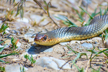 House snake (Natrix natrix) in Romania 9473