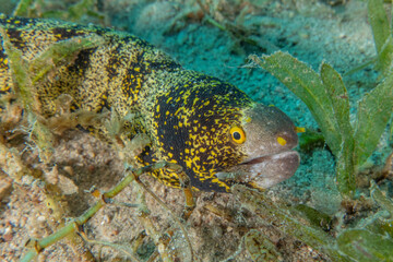 Moray eel Mooray lycodontis undulatus in the Red Sea, Eilat Israel
