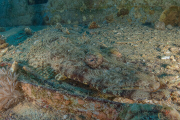 Fish swimming in the Red Sea, colorful fish, Eilat, Israel
