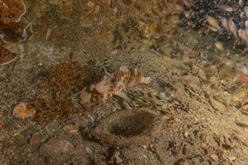 Lionfish (Pterois miles) in the Red Sea, colorful fish, Eilat, Israel
