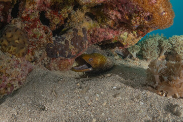 Moray eel Mooray lycodontis undulatus in the Red Sea, Eilat Israel
