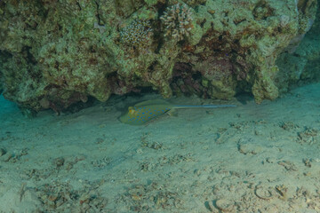 Blue-spotted stingray On the seabed in the Red Sea Eilat, Israel
