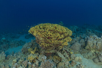 Coral reef and water plants in the Red Sea, Eilat Israel
