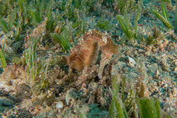 Sea Horse in the Red Sea, Colorful and beautiful, Eilat, Israel
