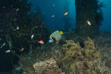 Fish swimming in the Red Sea, colorful fish, Eilat, Israel

