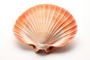 Opened scallop seashell seafood clam.
