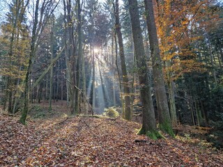 Lichtung im Wald in besonderem Licht