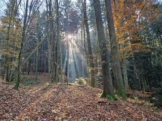 Ingelijste posters Huisarts Lichtung im Wald in besonderem Licht  © rbkelle