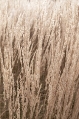 Closeup ornamental grass as neutral background.