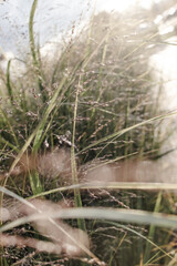 Neutral nature landscape with closeup ornamental grass.