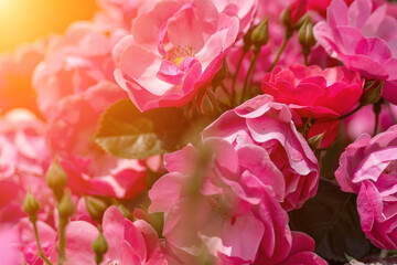 Roses Bouquet Flowers: Pink roses blooming outdoors in sunlight create a bright, romantic floral display.