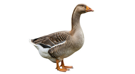 Isolated Greylag goose standing proudly in a studio setting with a plain backdrop viewed at side profile
