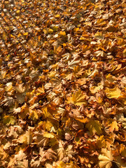 autunno