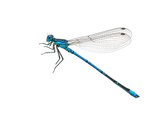 Isolated Azure Damselfly Resting, Insect on Display, Close-up Macro, Beautiful Tropical Wildlife