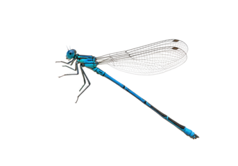 Isolated Azure Damselfly Resting, Insect on Display, Close-up Macro, Beautiful Tropical Wildlife