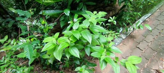 Clidemia hirta growing in wilde