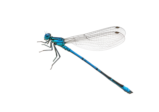 Isolated Azure Damselfly Resting, Insect on Display, Close-up Macro, Beautiful Tropical Wildlife