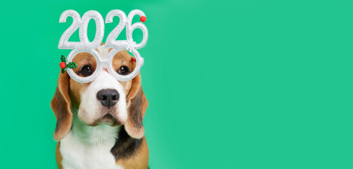 A beagle dog in carnival glasses with the numbers of the 2026 New year. Isolated green background .