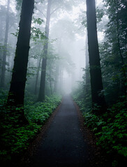 Obraz premium A serene and mysterious narrow path winds deeply into a dense, fog-shrouded forest, framed by tall, ancient trees and lush green undergrowth, creating an ethereal and contemplative natural landscape