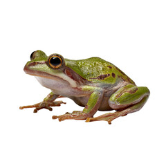 Fototapeta premium Green tree frog sitting profile with transparent background