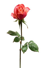 Obraz premium Single coral rose bloom with green leaves on a black background