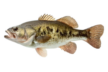 A detailed studio portrait of a largemouth bass fish against a black background