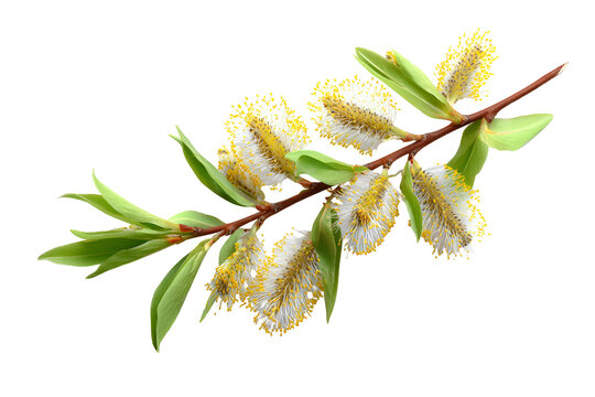 Delicate willow catkins bloom on a branch against a dark background