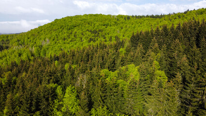 Green forest in early spring, drone footage. Young green leaves on the trees.  Coniferous and deciduous trees.
